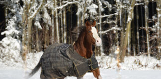 A horse wearing a blanket in the snow. This article dives into the best horse blanketing practices.