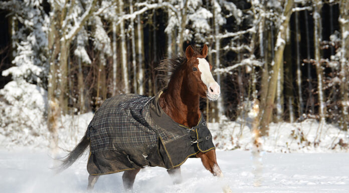 A horse wearing a blanket in the snow. This article dives into the best horse blanketing practices.