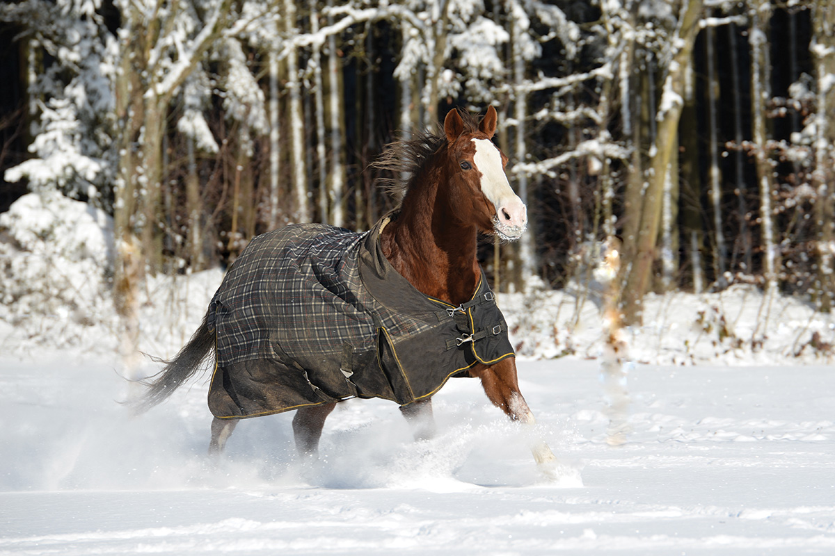 A horse wearing a blanket in the snow. This article dives into the best horse blanketing practices.