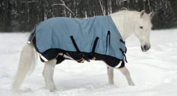 Mid-winter Blanket Repair - Horse Illustrated