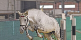 A horse free jumping