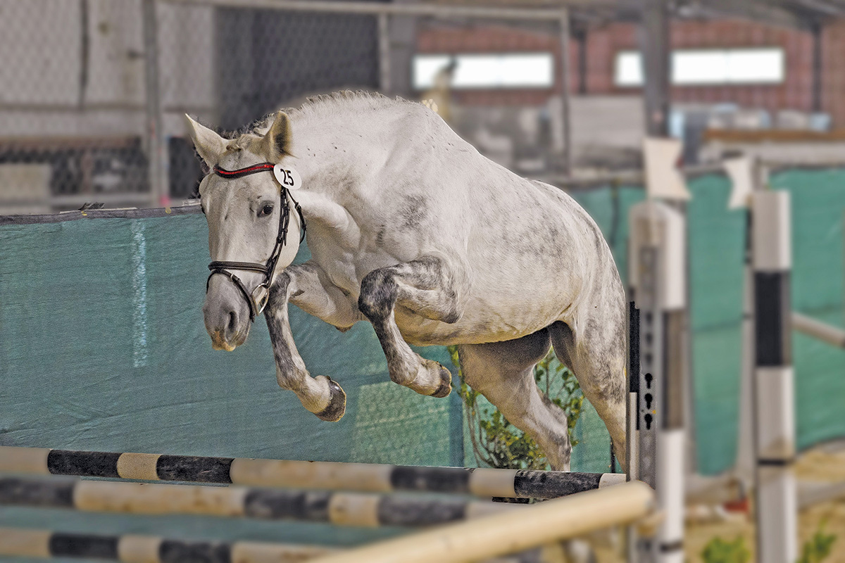 A horse free jumping