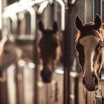 Horses at a boarding stable