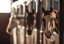 Horses at a boarding stable