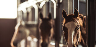 Horses at a boarding stable