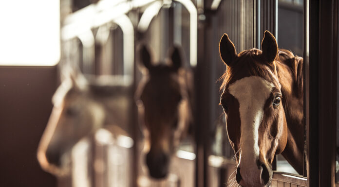 Horses at a boarding stable