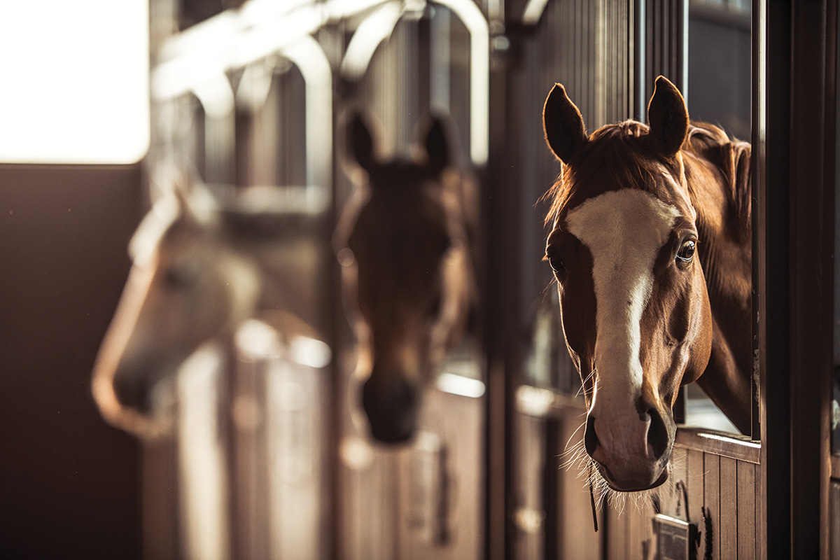 Horses at a boarding stable