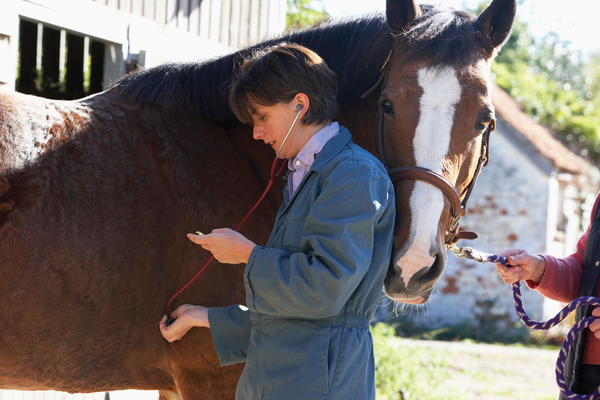 An equine veterinarian examines a horse. These costly vet bills can lead horse owners to some of their most difficult decisions.