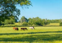 Horses grazing on a pasture with healthy management