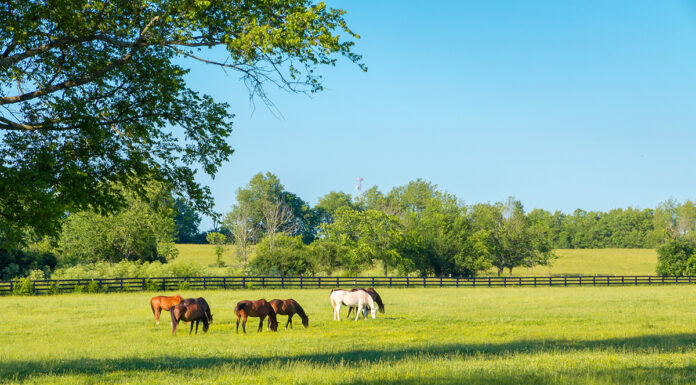 Horses grazing on a pasture with healthy management