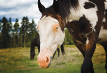 A horse with signs of photosensitization