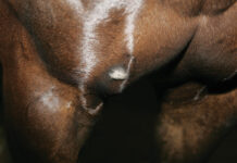 A close-up of a tumor on an equine's chest