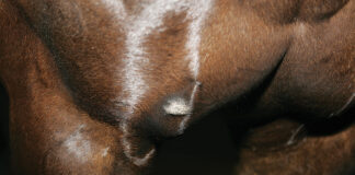 A close-up of a tumor on an equine's chest