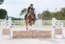 A horse jumping a jump complete with fill and flower boxes, a tactic used to prevent stopping at the jump