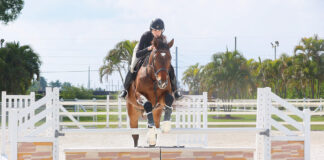 A horse jumping a jump complete with fill and flower boxes, a tactic used to prevent stopping at the jump