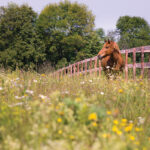 A chestnut in a field of flowers