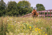 A chestnut in a field of flowers