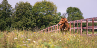 A chestnut in a field of flowers