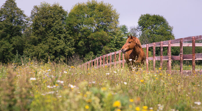 A chestnut in a field of flowers