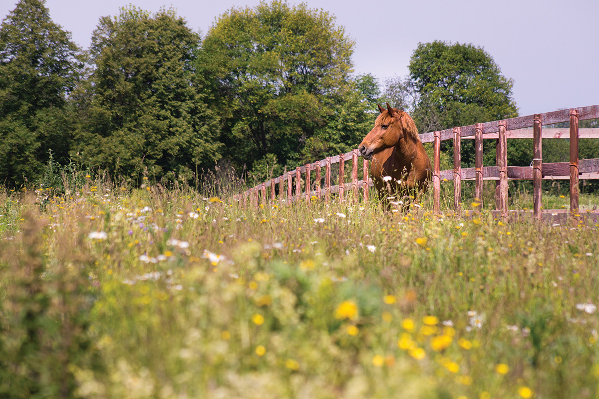 A chestnut in a field of flowers