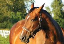 A cranky horse, which can indicate ulcers