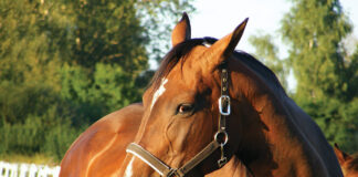 A cranky horse, which can indicate ulcers