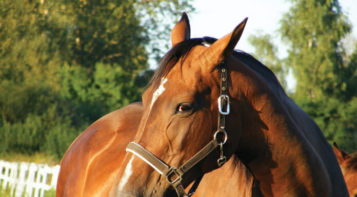 A cranky horse, which can indicate ulcers