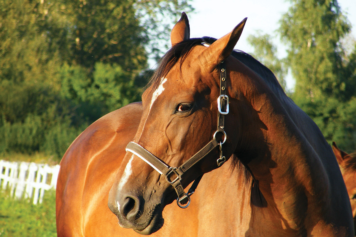 A cranky horse, which can indicate ulcers