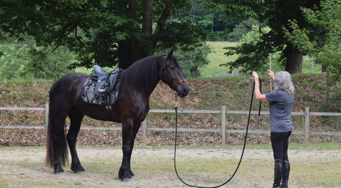 A human practicing groundwork with her horse.