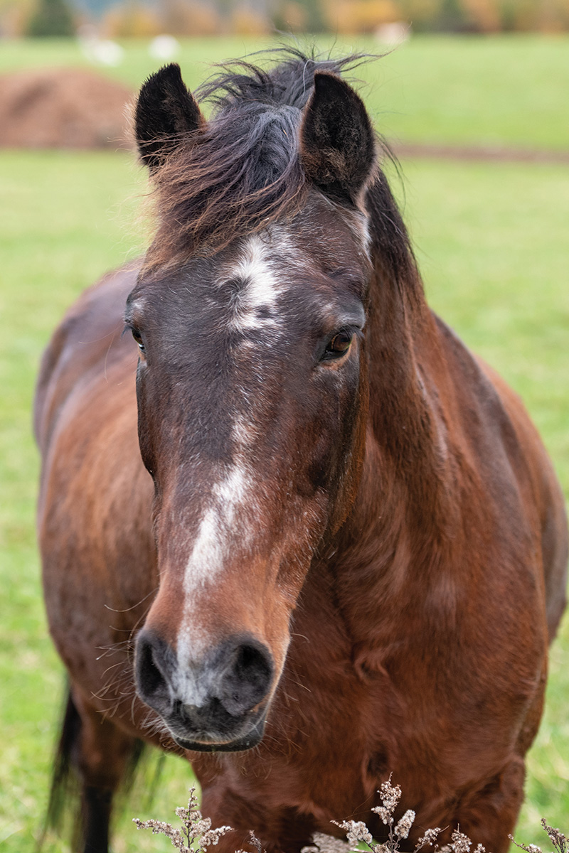 A senior horse