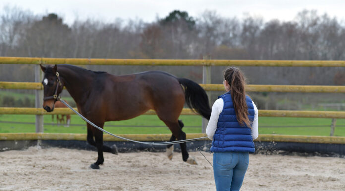 An equestrian trains a rescued mustang