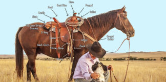 Labeled parts of a western saddle