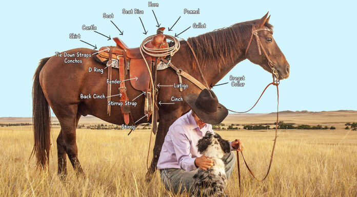 Labeled parts of a western saddle