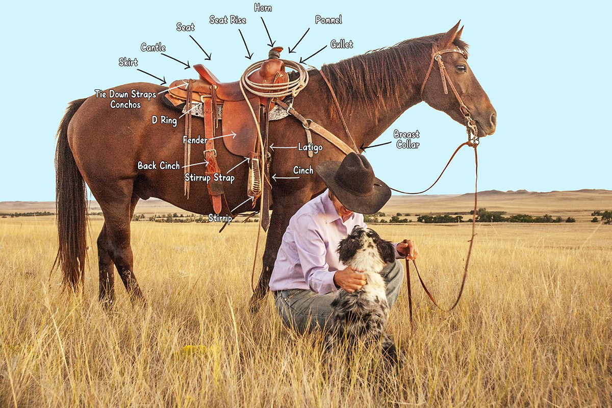 Labeled parts of a western saddle