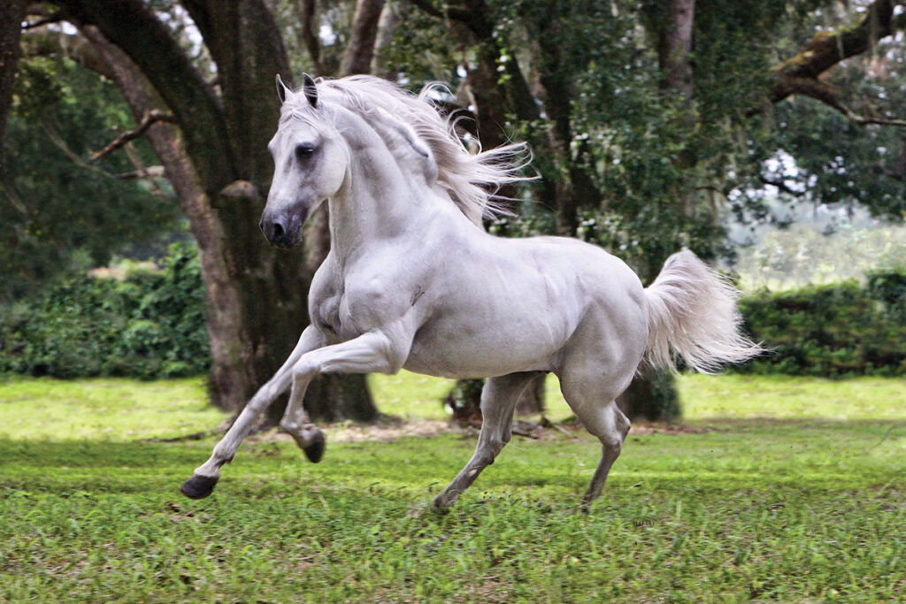 Paso Fino Horses - Horse Illustrated