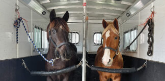 Two horses in a horse trailer after self-loading