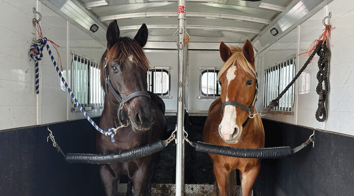 Two horses in a horse trailer after self-loading