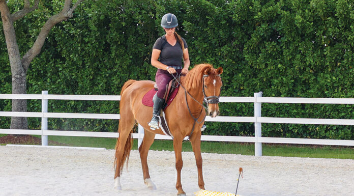 A spooky horse observing an umbrella