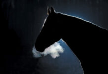 A spooky picture of a horse that fits the theme of this edition of Vet Adventures.