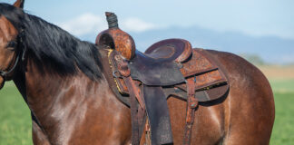 A western saddle with a proper fit