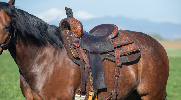 A western saddle with a proper fit