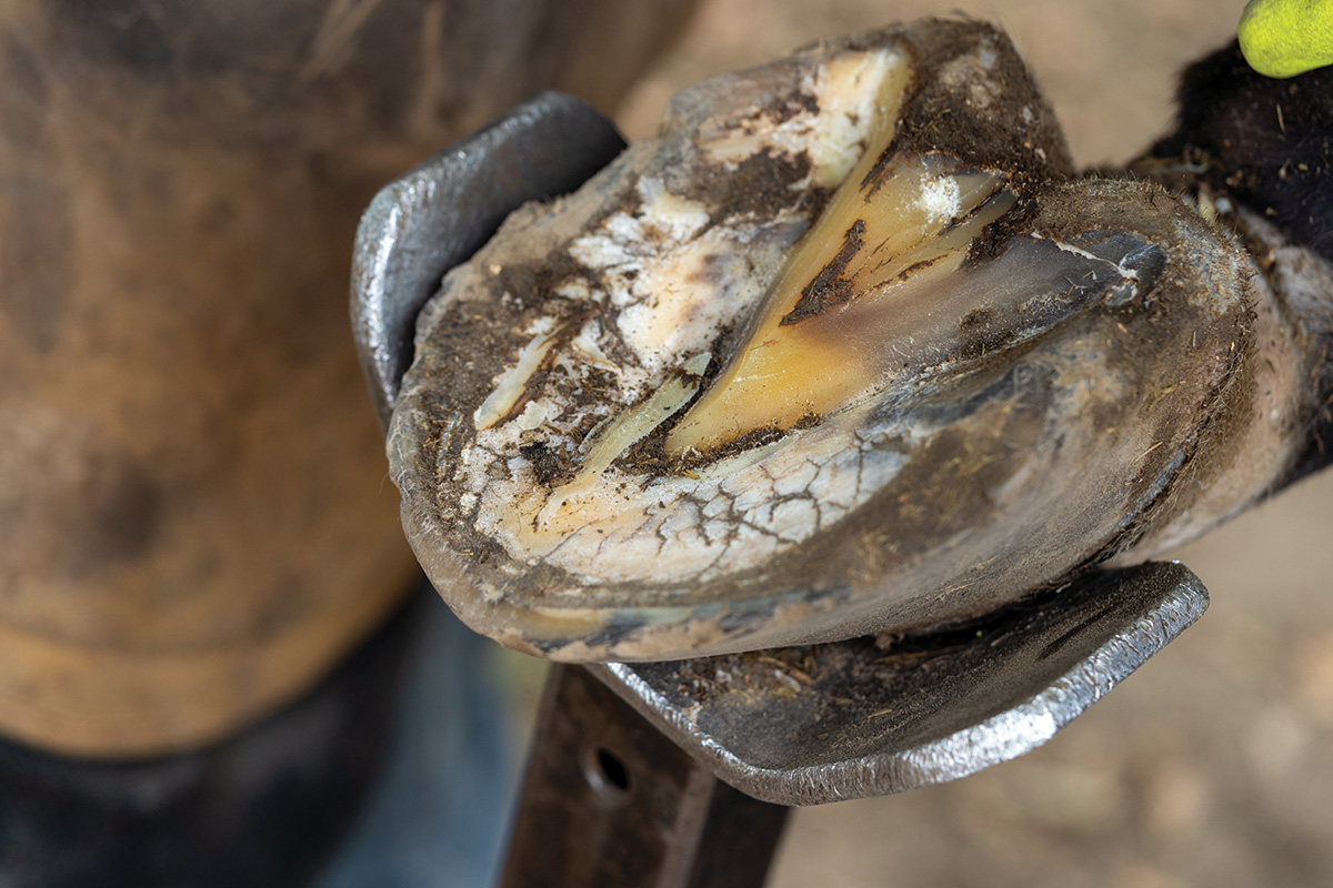 A hoof elevated on a farrier's tool