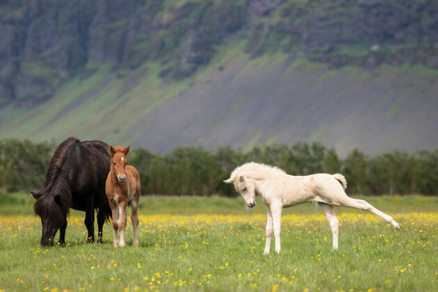 A foal stretches its hind legs