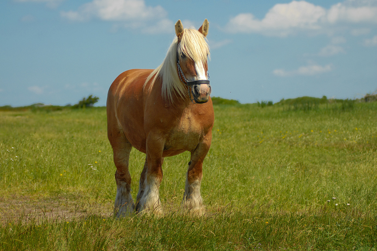 A Jutland, one of the biggest horse breeds in the world