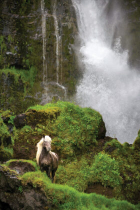 An Icelandic Horse in front of a waterfall