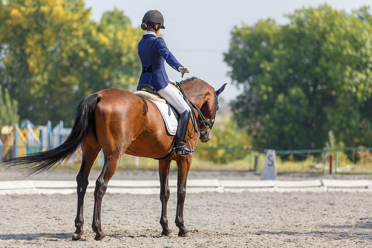 A dressage halt.