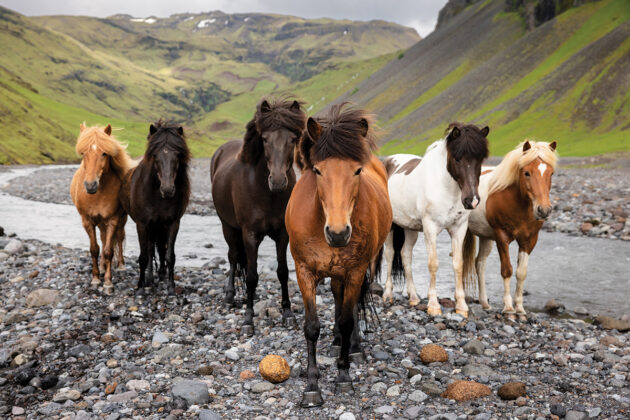 A herd of Icelandic Horses