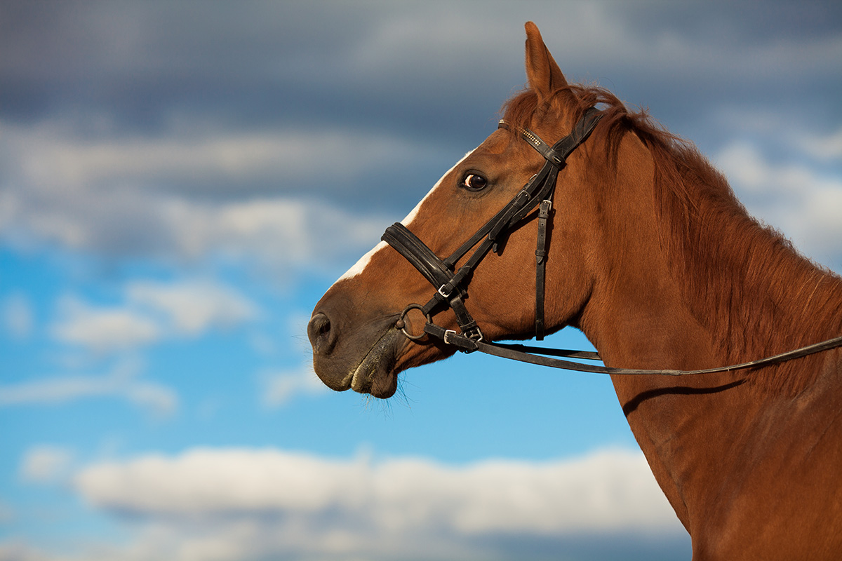 A chestnut filly looking a bit spooked.