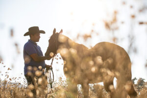 A companion horse being retrained at an equine adoption facility