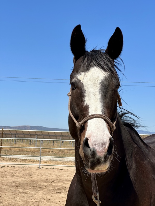 A dark, blaze-faced Thoroughbred